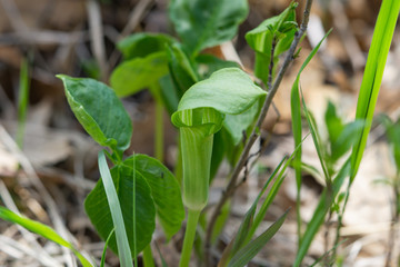Jack in the Pulpit Spathe in Springtime