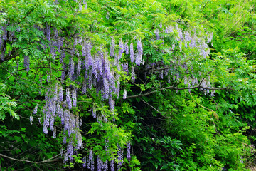 山の中に咲いた藤の花