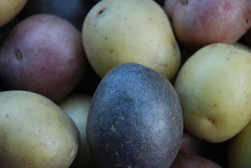 purple tricolor potatoes