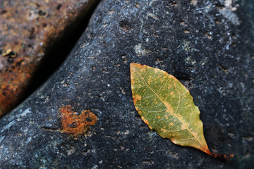 Abstract still life photo of fallen leaves and paving stones
