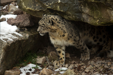 The Snow leopard (Panthera uncia) in 