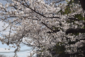 桜