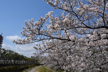 桜