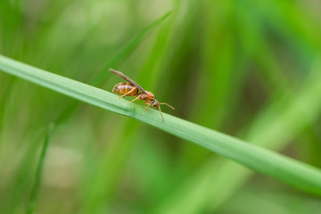 Small Honey Ant on Leaf in Springtime