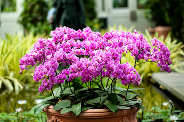 Pink Orchid Flowers in a Pot