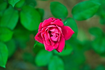 Beautiful roses blooming in the garden during spring.
