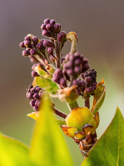 purple lilac buds blooming in spring