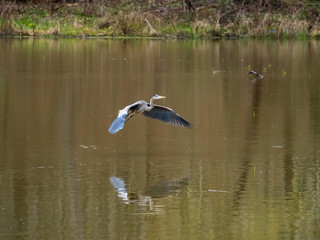 great blue heron flying over water
