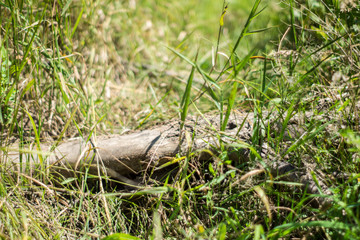 An old dry fallen tree lies in the tall green grass