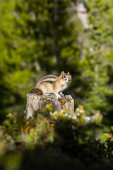Close up/detailed view of cute little chipmunk isolated posing sitting on the wood or stump in Canadian Rockies. Green forest natural background. Canmore, Canada