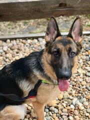 german shepherd rocks black brown puppy animal dog outside backyard