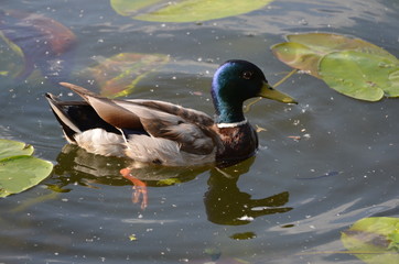 duck in the water