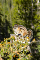 Naklejka na ściany i meble Close up/detailed view of cute little chipmunk isolated posing sitting on the wood or stump in Canadian Rockies. Green forest natural background. Canmore, Canada
