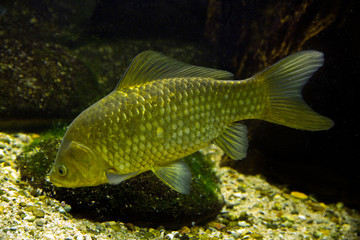 The Prussian carp, silver Prussian carp or Gibel carp (Carassius gibelio).