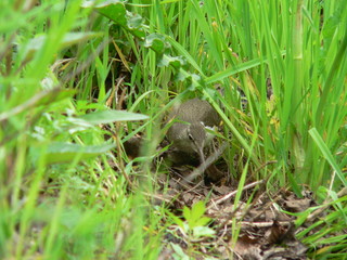 Common sandpiper (Actitis hypoleucos) near nest habitats