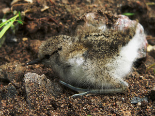 Common sandpiper (Actitis hypoleucos) near nest habitats