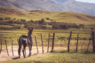 Gate and horse in Tafí del Valle, Tucuman, Argentina 