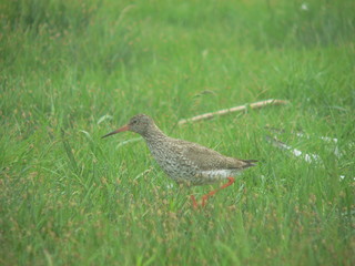 Common redshank or simply redshank (Tringa totanus) 