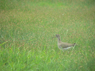 Common redshank or simply redshank (Tringa totanus) 