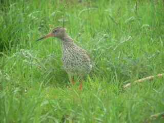 Common redshank or simply redshank (Tringa totanus) 
