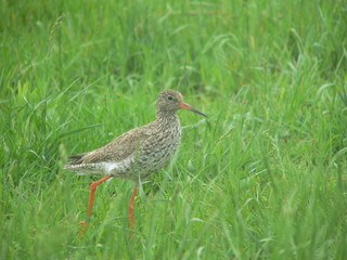 Common redshank or simply redshank (Tringa totanus) 