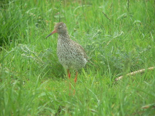 Common redshank or simply redshank (Tringa totanus) 