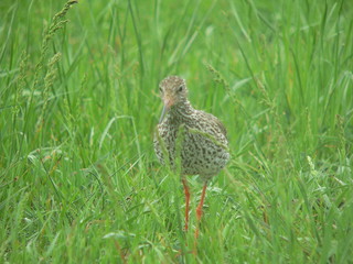 Common redshank or simply redshank (Tringa totanus) 