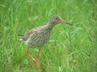 Common redshank or simply redshank (Tringa totanus) 