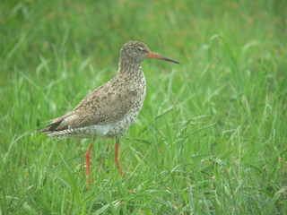 Common redshank or simply redshank (Tringa totanus) 