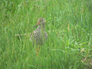 Common redshank or simply redshank (Tringa totanus) 