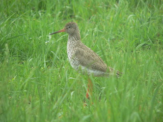 Common redshank or simply redshank (Tringa totanus) 