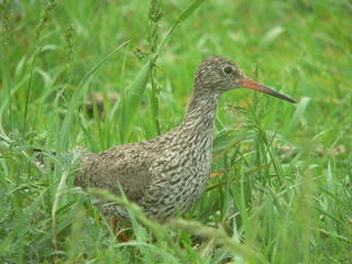 Common redshank or simply redshank (Tringa totanus) 