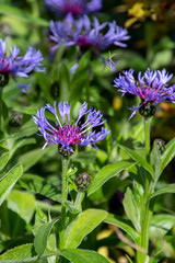 A picture of some  Centaurea Montanas blooming in the garden.      Vancouver BC Canada
