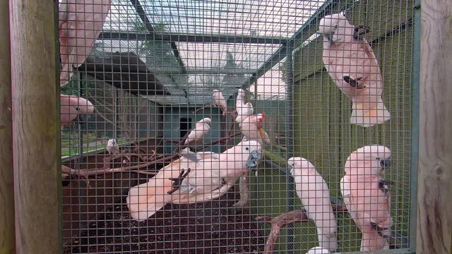 Many Salmon Crested Cockatoo Looking At Camera While Climbing Inside A Large Enclosure At Lincolnshire Wildlife Park And Parrot Zoo