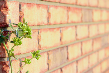 brick wall with ivy