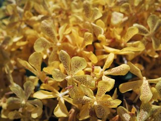 Close up of yellow flowers indoors 4