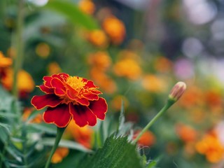 Red & yellow marigold flower 1