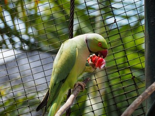 Ring-necked parakeet eating  a fruit 2
