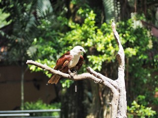 Brahminy kite aka red-backed sea-eagle perched on a tree branch 4