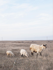 Obraz premium Mother goat and her children graze in the field