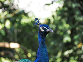 Naklejka premium Beautiful detailed close up of a blue peacock 4