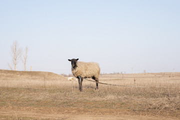 Fototapeta premium A sheep is planted in a field