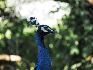 Naklejka premium Beautiful detailed close up of a blue peacock 2