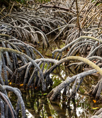 Mangrove Roots Reflect in Still Water