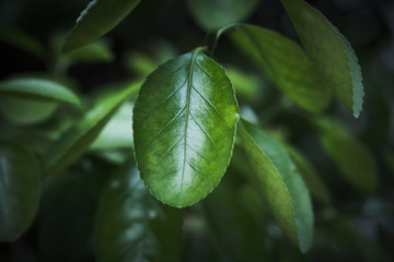 green leaves on a tree