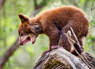 Baby bear cub yells for his mother for help in getting down out of the tree © Jo