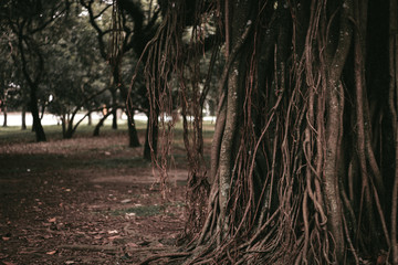 trees in the forest