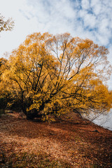Autumn leaves orange red yellow fall way trail trees floor