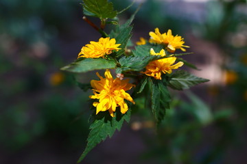 close-up garden spring yellow easter rose with small thin yellow petals and green acute-angled leaves