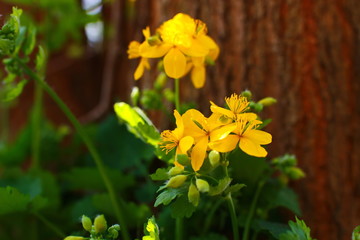 Obraz premium spring blooming celandine with yellow flowers and with green leaves on a background of a brown tree trunk